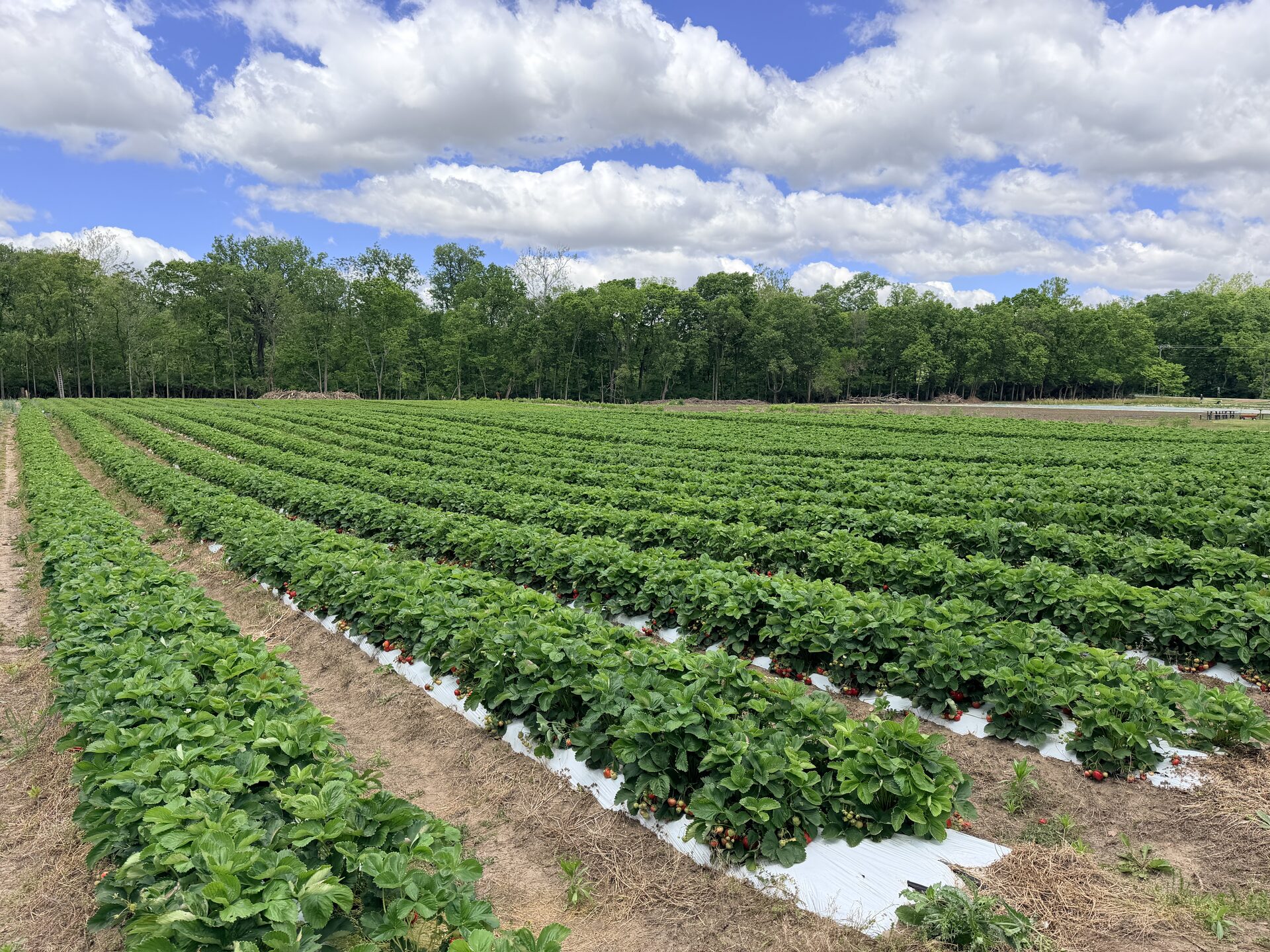 Farm On Central — Wholesale Strawberry Plug Nursery in Carlisle, Ohio